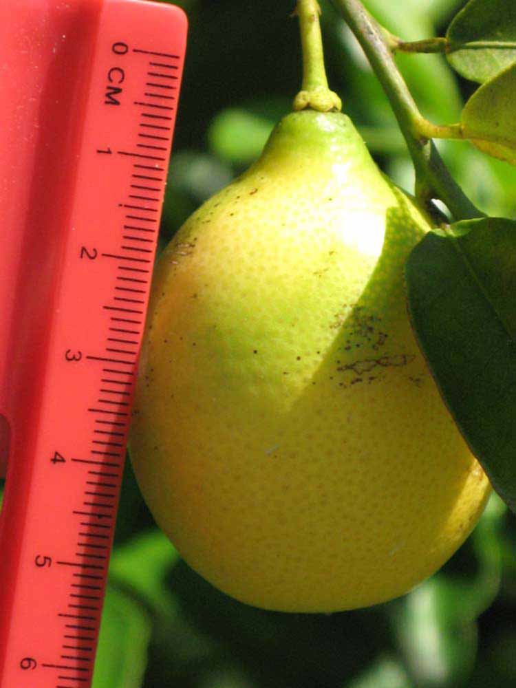            Fruit (Winter Haven, FL)   